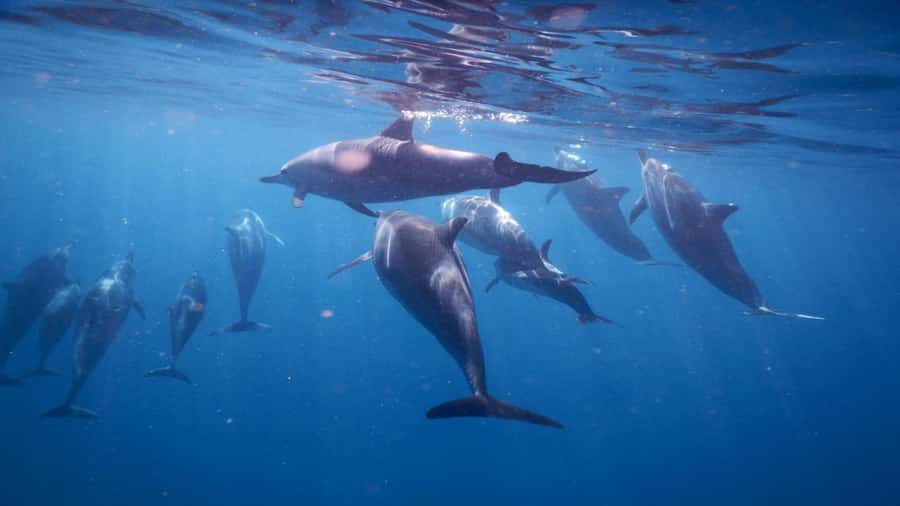 Private Île aux Bénitiers Boat: Dolphin Snorkeling & Lobster - Key highlights worth knowing
