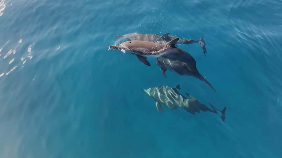 Private Île aux Bénitiers Boat: Dolphin Snorkeling & Lobster - From Le Morne Beach: your 7-hour rhythm on the water