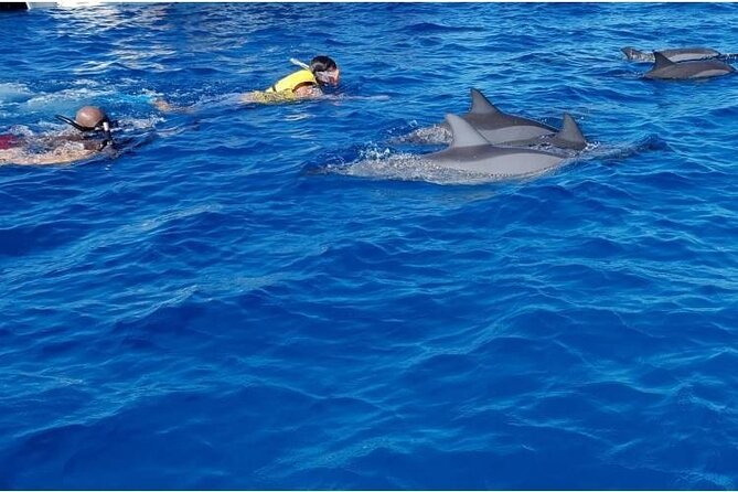 Private Speed Boat Tour and Dolphin Encounter at Ile aux Benitier - Food Details: 3-Course Lunch, Drinks, and Options