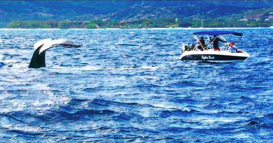 Private :Whales and dolphins watching/Swimming with dolphins - Key highlights worth getting excited about