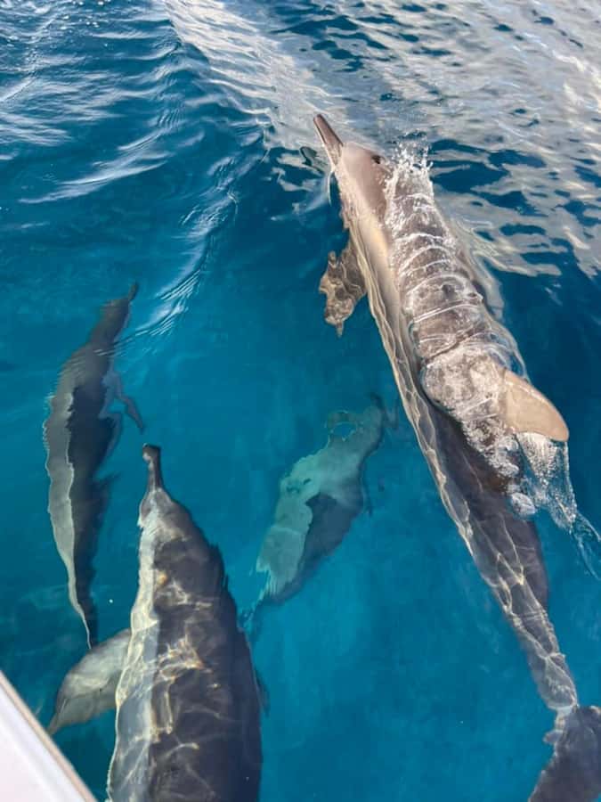 Private :Whales and dolphins watching/Swimming with dolphins - Private boat to find dolphins, starting at Le Morne