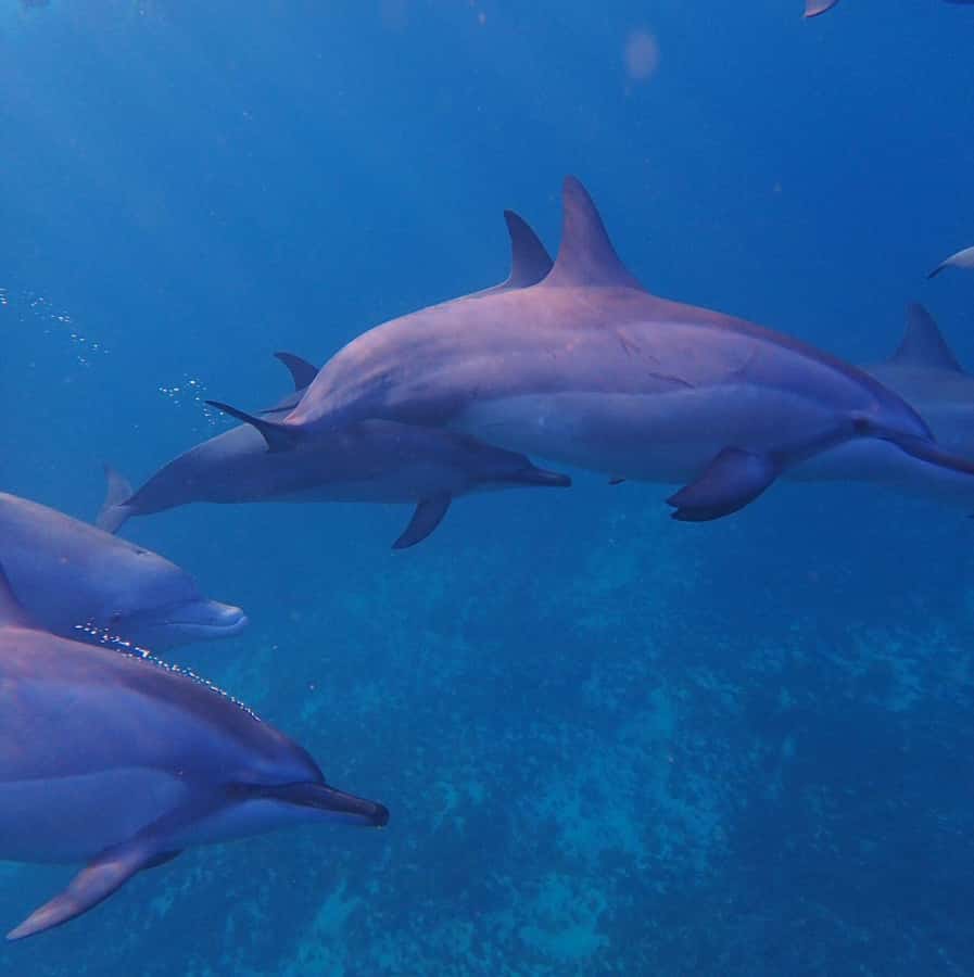 Private :Whales and dolphins watching/Swimming with dolphins - Swimming with dolphins, with an expert guide at your side