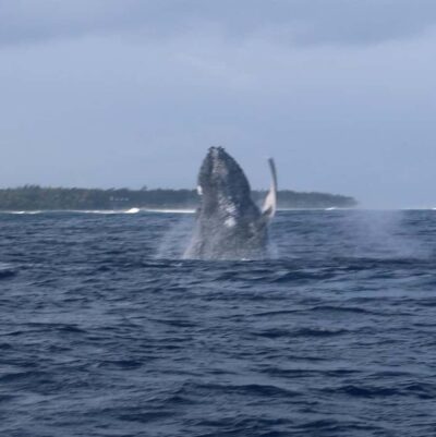 Private :Whales and dolphins watching/Swimming with dolphins