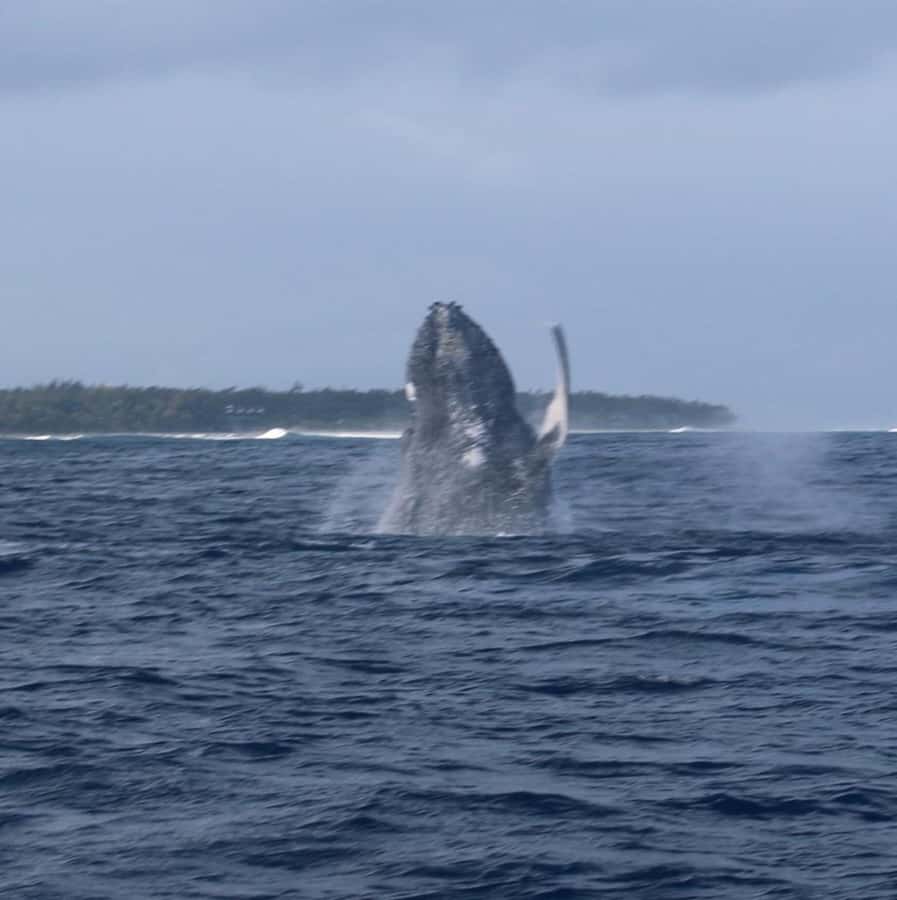 Private :Whales and dolphins watching/Swimming with dolphins - What the respectful dolphin encounter looks like on the water