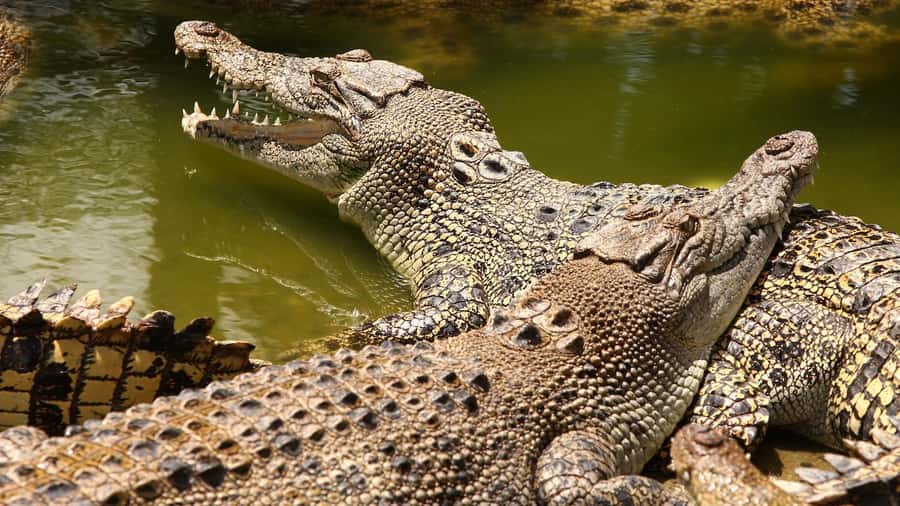 Riambel: South Tour w/ Crocodile Park & Seven Colored Earth - Key moments that make this tour worth your time