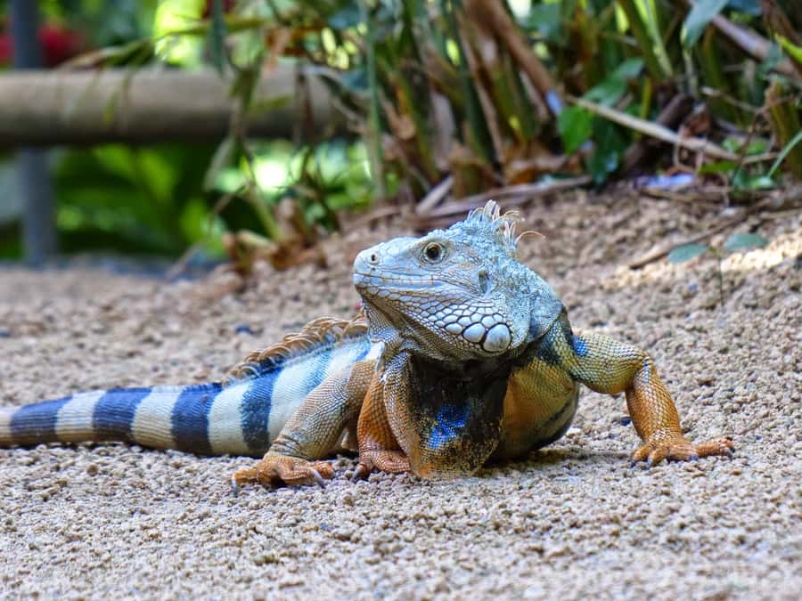 Riambel: South Tour w/ Crocodile Park & Seven Colored Earth - Planning Your Day Around South Mauritius Views