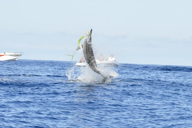 Shared Dolphin Encounter in Mauritius - Key things that make this tour worth your morning