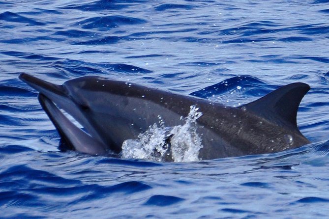 Shared Dolphin Encounter in Mauritius - A 7:00 am start for wild dolphins near Grande Riviere Noire