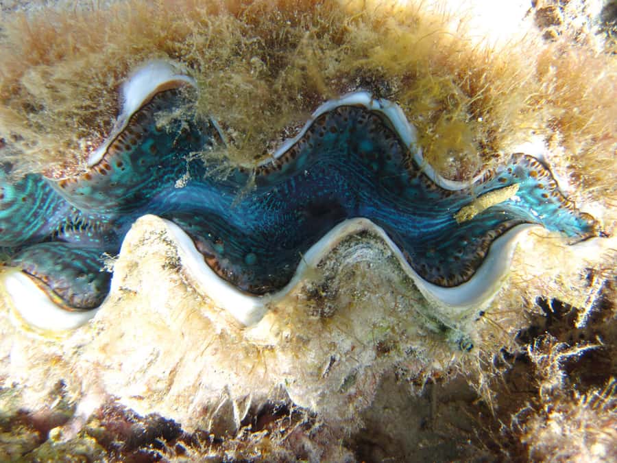 Snorkeling Excursion in Blue Bay Marine Park - Blue Bay Marine Park in one hour: why this format works