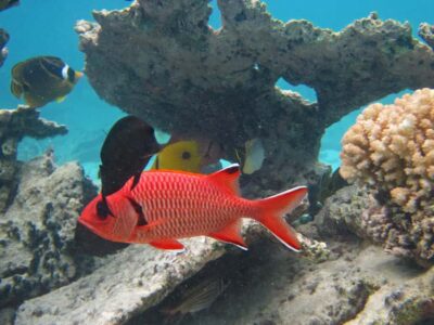 Snorkeling Excursion in Blue Bay Marine Park