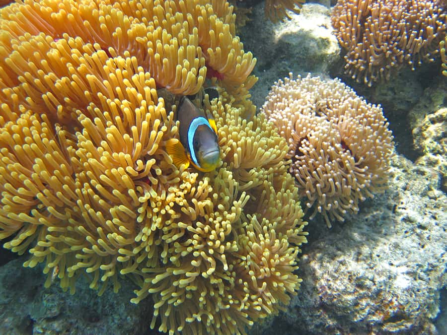 Snorkeling Excursion in Blue Bay Marine Park - How the guide helps: more than just a ride