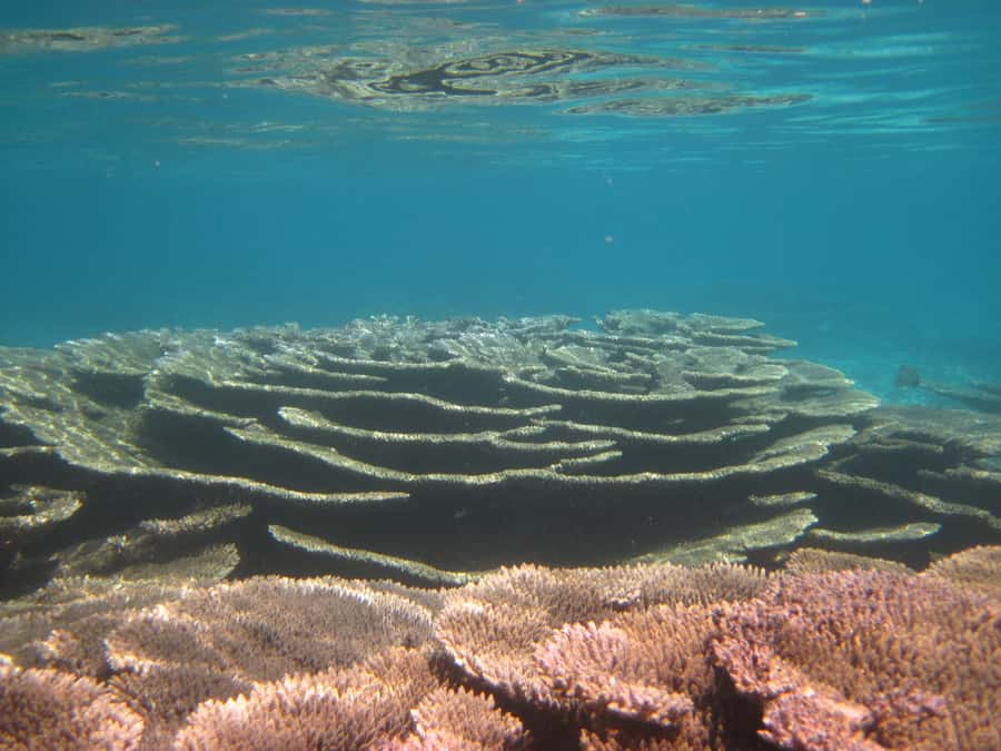 Snorkeling Excursion in Blue Bay Marine Park - Price and value: is $29 worth it?