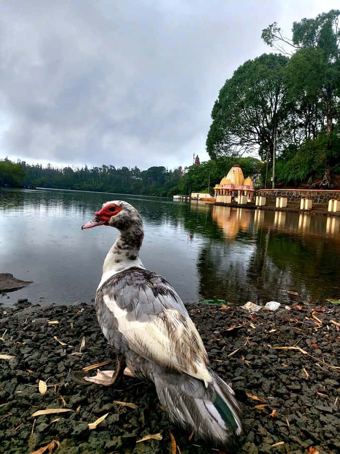 South of Mauritius : Full day Private with lunch & Chamarel - Key Points at a Glance