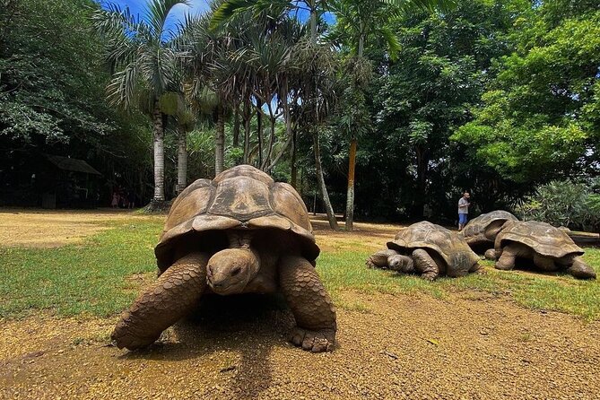 Southern Tales: Full-day incl Crocodile Park & 23 Colored Earth - Trou aux Cerfs: a volcanic crater with a forest ring