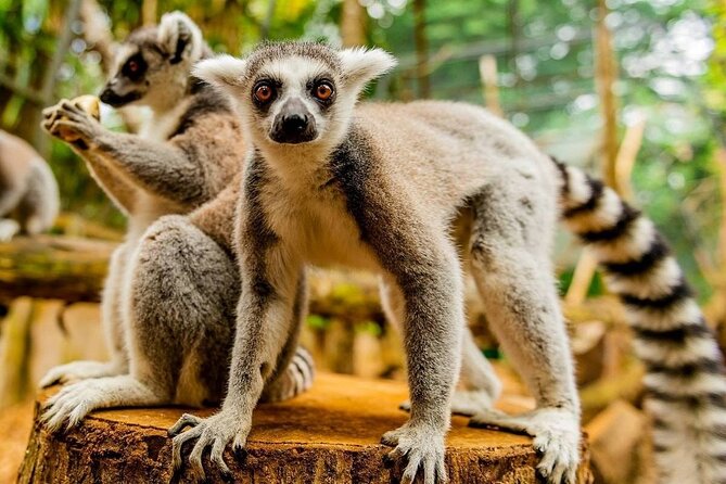 Southern Tales: Full-day incl Crocodile Park & 23 Colored Earth - Black River Gorges National Park viewpoint: a short walk to a big overlook