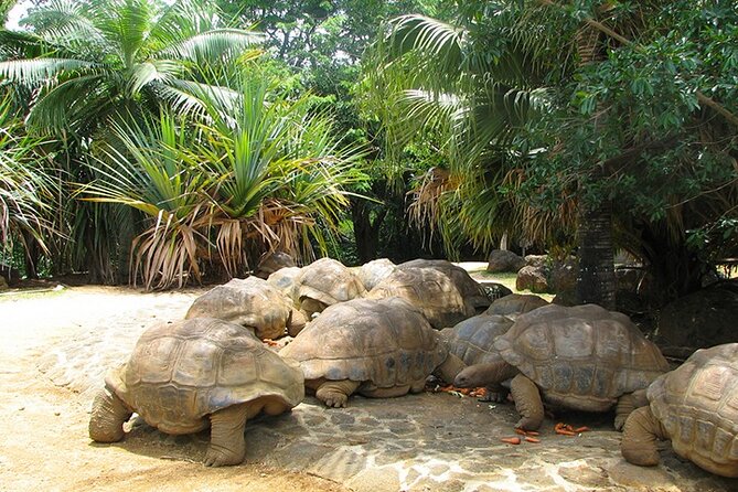 Southern Tales: Full-day incl Crocodile Park & 23 Colored Earth - Souillac village stop and 3-course Mauritian lunch with halal option