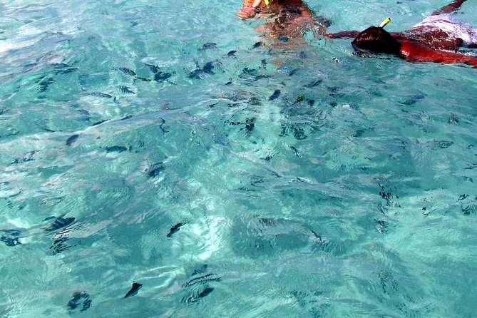 Spectacular Catamaran trip to Ile Aux Cerf with Lunch & Transfer - Price and Logistics: Is $120.98 Good Value?