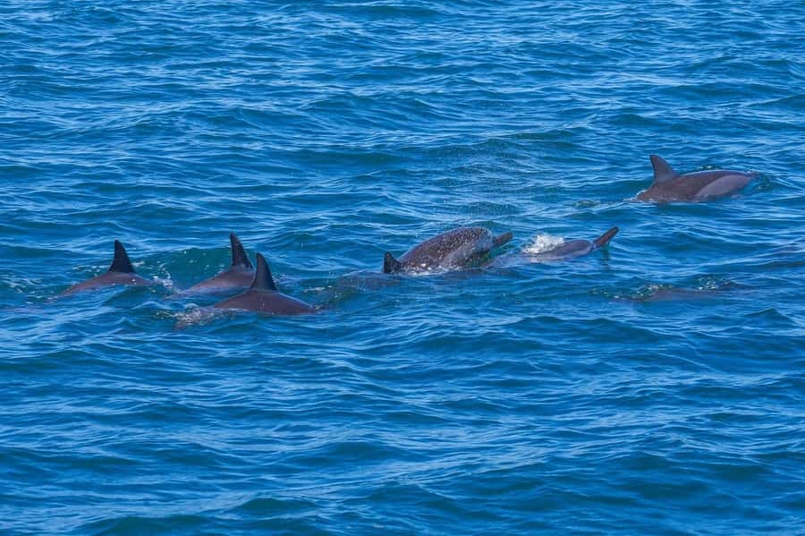 Speedboat to Ile aux Benitier: Dolphin Encounter & Lunch - The dolphin encounter: open-water time and why the boat scene can matter