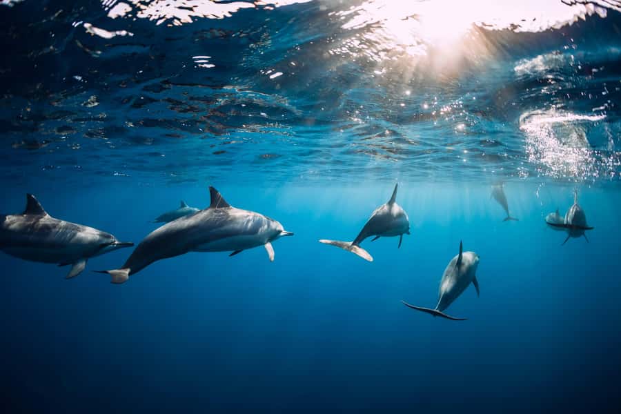 Speedboat to Ile aux Benitier: Dolphin Encounter & Lunch - Snorkeling in open ocean: coral reefs, fish, and changing visibility