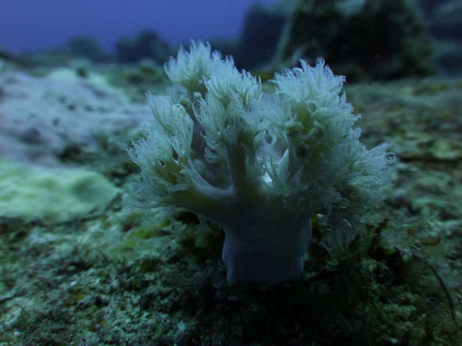 Tamarin Bay: Beginners Scuba Diving Experience - Boat ride to calm shallow underwater areas, with constant instructor control