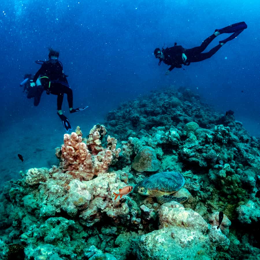 Tamarin Bay: Beginners Scuba Diving Experience - Timing and how to prepare your body for calm water