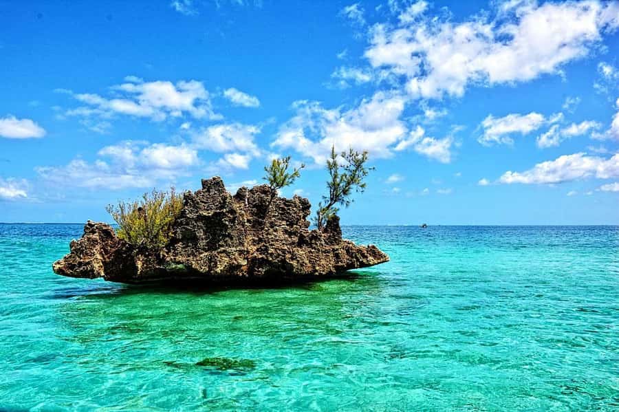 Tamarin: Dolphin Snorkel, CrystalRock, ile o Benitiers Lunch - Key Things That Make This Dolphin Snorkel Day Worth Your Time