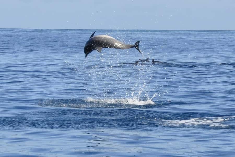 Tamarin: Dolphin Snorkel, CrystalRock, ile o Benitiers Lunch - Dolphin Snorkeling in Practice: What You’re Really Signing Up For