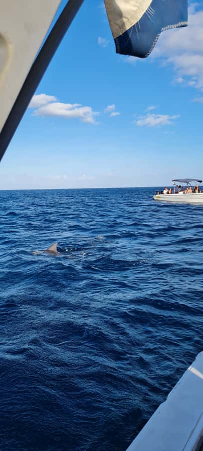 Tamarin: Dolphin Snorkel, CrystalRock, ile o Benitiers Lunch - What to Bring: Small Things That Make Big Comfort Differences