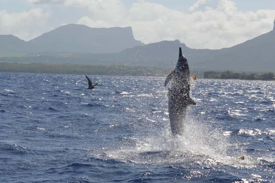 Tamarin: Dolphin Snorkel, CrystalRock, ile o Benitiers Lunch - Meeting at Tamarin Public Beach, Then Head Out Fast