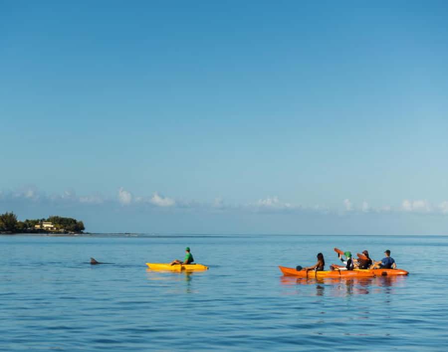 Tamarin: Guided Kayak Tour with Dolphins - Why This Dolphin Kayak Tour Works Better Than Speedboats