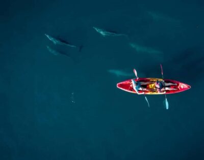 Guided Kayak Tour with Dolphins