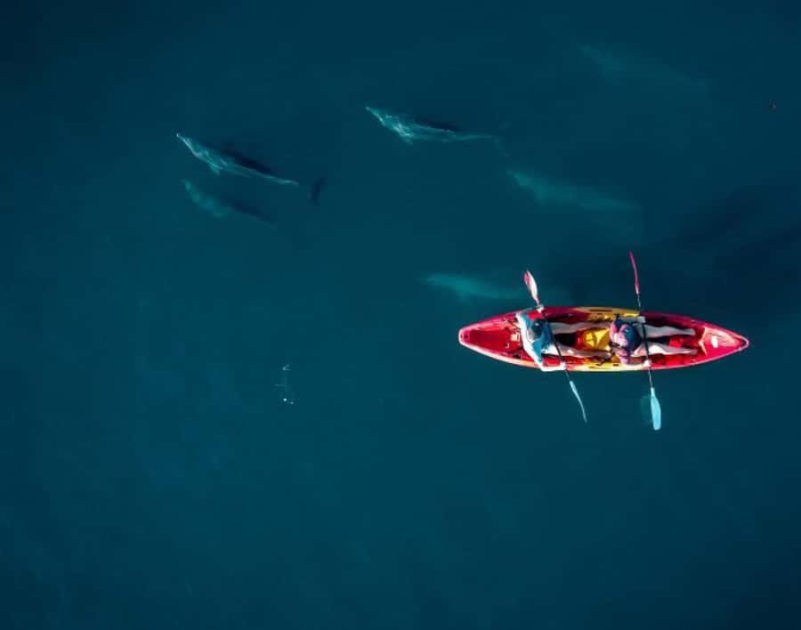 Tamarin: Guided Kayak Tour with Dolphins - A 150-Minute Morning Plan, Built Around Dolphin Timing