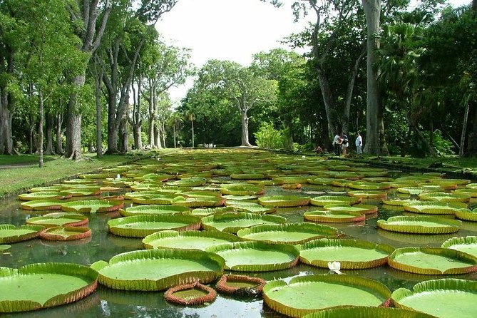 TAXI north guided tour. - SSR Botanical Garden, Pamplemousses: giant water lilies and old-world planning