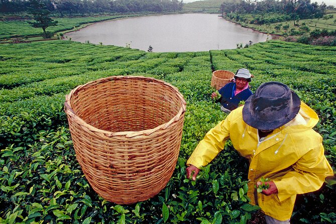 Tea Experience in the Exotic South of Mauritius Private tour. - Key highlights that make this tea day work