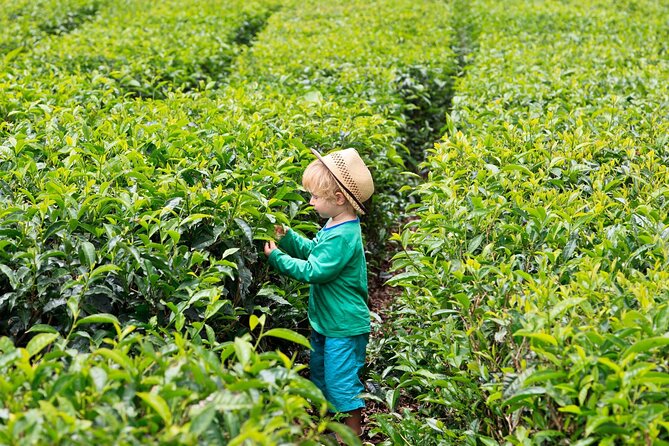 Tea Experience in the Exotic South of Mauritius Private tour. - Alexandra Falls and the gorge viewpoint: the photo finale
