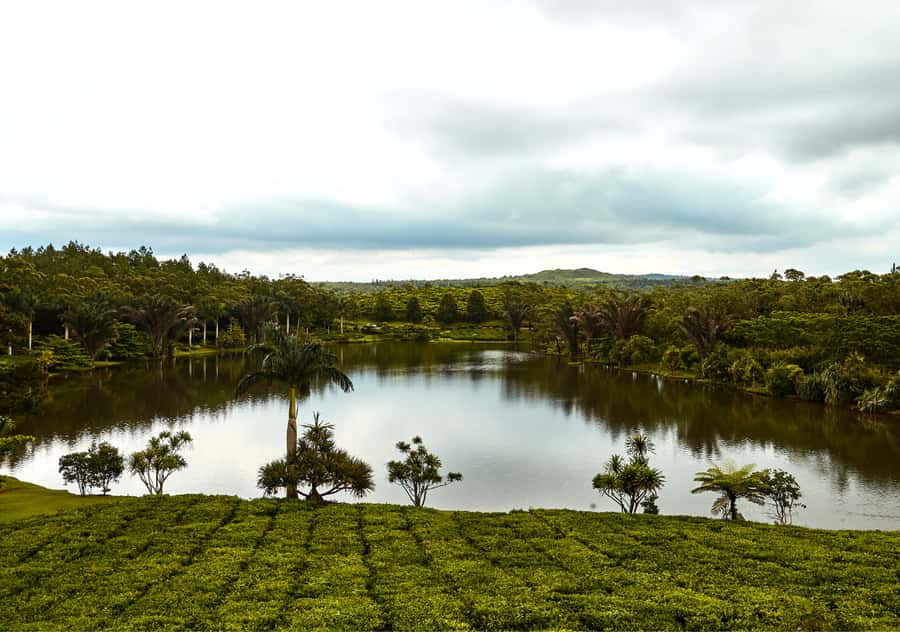 Tea Route: Lake, Forest, Tea Plantation & 3 Course Lunch - The tea tasting and 3-course lunch: what you are really paying for