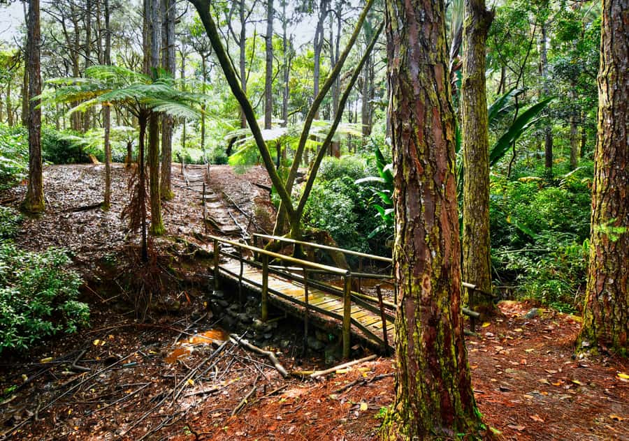 Tea Route: Lake, Forest, Tea Plantation & 3 Course Lunch - Pickup, timing, and logistics that matter