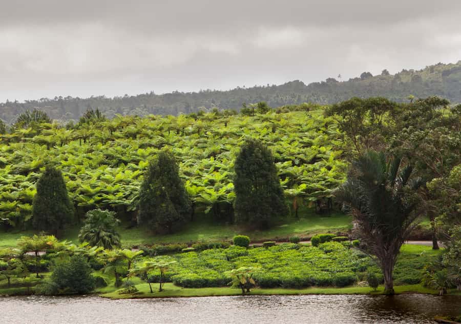 Tea Route: Lake, Forest, Tea Plantation & 3 Course Lunch - Is this good value for your Mauritius trip?