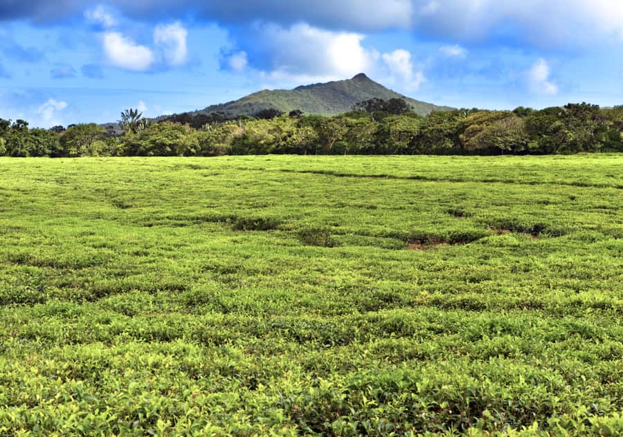 Tea Route: Lake, Forest, Tea Plantation & 3 Course Lunch - Should you book the Tea Route: Lake, Forest, Tea Plantation & 3 Course Lunch?