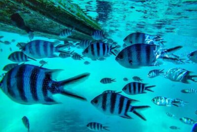 The beautiful East of Mauritius:incl Blue-Bay Marine Park, Crocodile park &Lunch