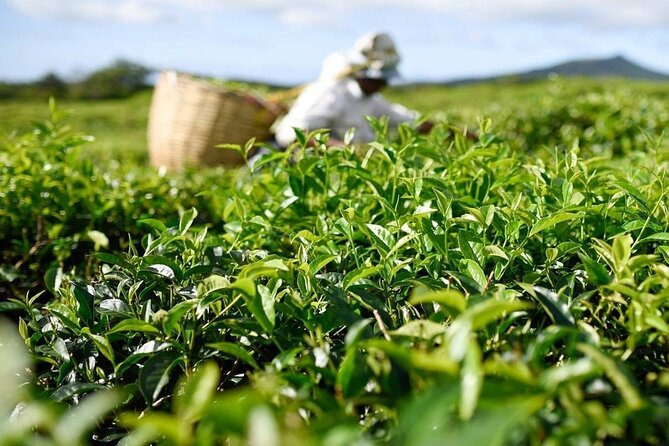 The East Discovery Tour: Bois-Cheri Tea Factory, Blue-Bay Marine Park & Lunch - Price and logistics: does $137.06 per person feel fair?