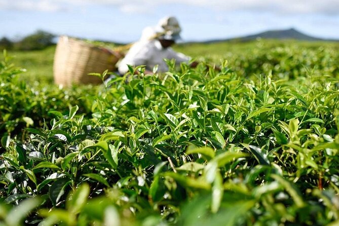 The Gorgeous East: Bois Cheri Tea factory, Rhumerie St-Aubin, Mahebourg & Lunch - East Mauritius in one day, tea and rum plus Mahebourg sights