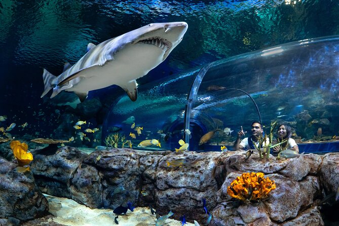 Ticket to the largest Oceanarium of the Mascarene Islands - Odysseo Oceanarium Mauritius in Port Louis: what makes it worth your time