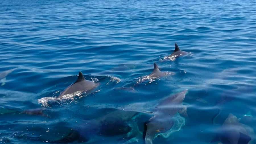 Trou d'Eau Douce: 5 Island Adventure with BBQ & Snorkeling - Key highlights you’ll actually care about