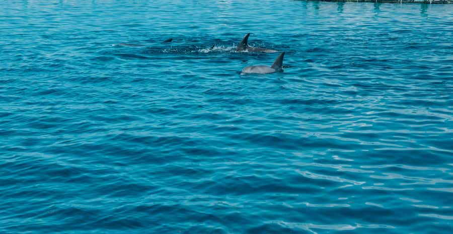Trou D'Eau Douce: 5 island tour Mauritius with lunch/drinks - Key highlights that make this tour worth your time