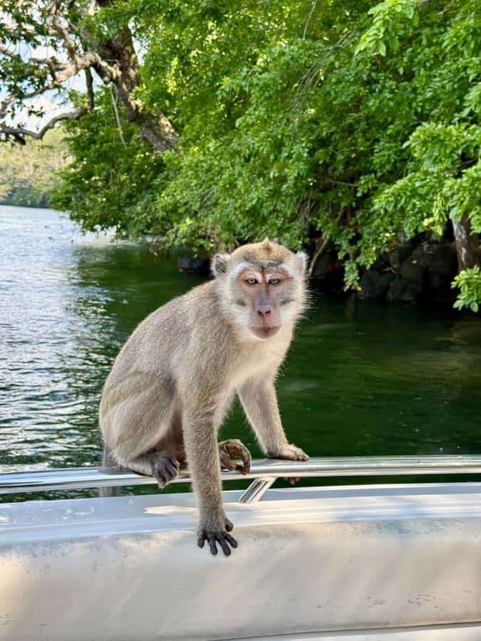 Trou D'Eau Douce: 5 island tour Mauritius with lunch/drinks - Île aux Cerfs: beach time, swims, and the best part of the schedule