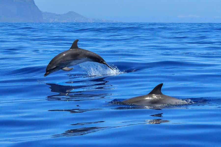 West: Swim wz dolphins, Crystal Rock, Lunch Benitiers island - Swimming With Dolphins in Open Water: The Realistic Expectations