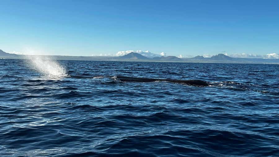 Whale & Dolphins Swimming - Private Speedboat Exclusive Tour - Key Things You’ll Notice on This Tour