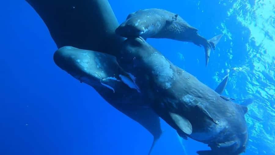 Whale & Dolphins Swimming - Private Speedboat Exclusive Tour - How the 4-Hour Private Trip Works, Breakfast to Water Time