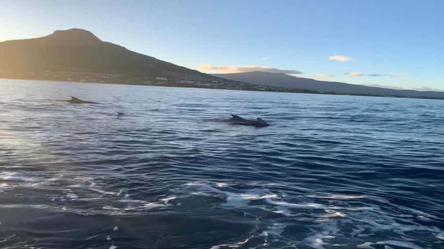 Whale & Dolphins Swimming - Private Speedboat Exclusive Tour - Breakfast Onboard: Why This Start Actually Improves the Whole Day